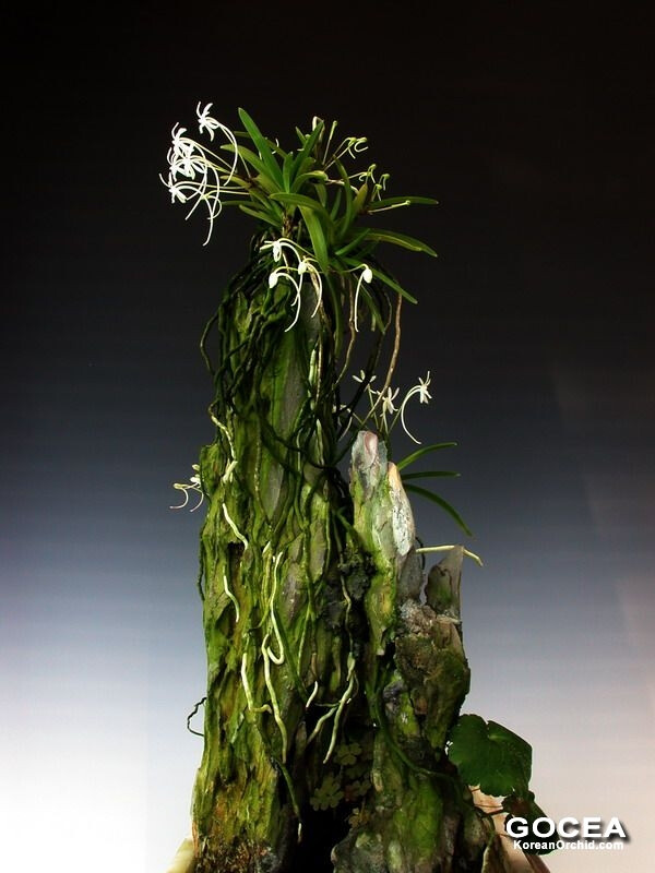 风兰95石斛95野生兰附石雪山开dscn9200jpg