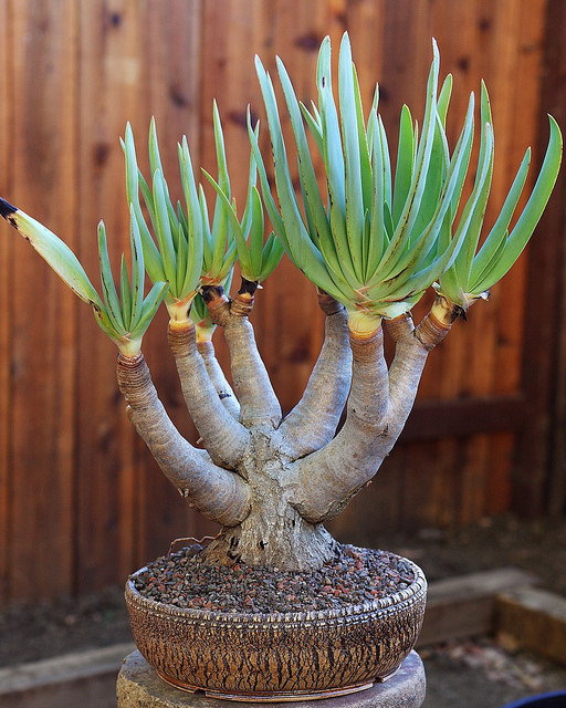 折扇芦荟aloeplicatilis