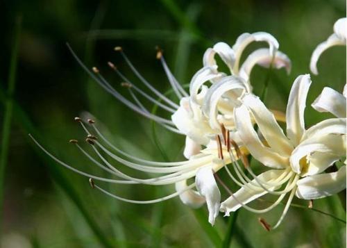 彼岸花 别名：无义草、龙爪花、死人花、地狱花、黄泉之花、死亡之花、莉可莉丝、鬼擎火、幽灵花、地狱花、舍子花、山乌毒、生死之花、花不见叶、鬼撑伞、舍利子、引魂之花、接引之花、金灯、赤箭、忘川花、石蒜、红花石蒜、白花石蒜、曼珠沙华（红色彼岸花）、曼陀罗华（白色彼岸花）。曦