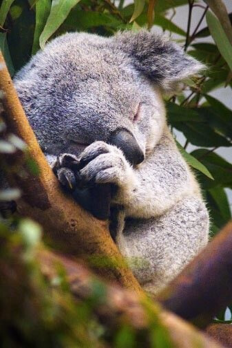 sleepy koala