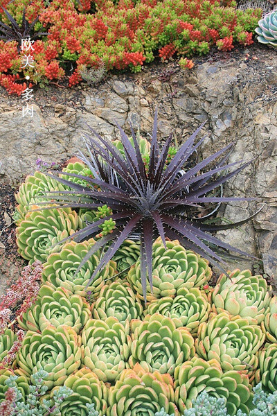 欧美的多肉植物美图欣赏