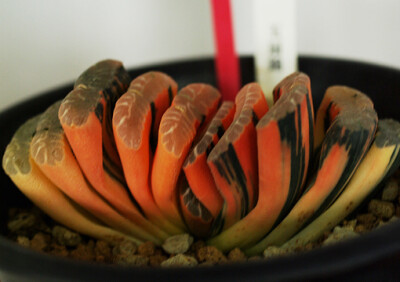 第四届中国国际仙人掌及多浆植物精品展部分展品