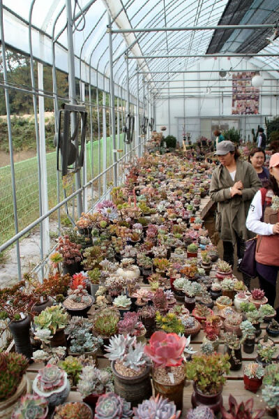 韩国多肉植物