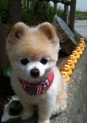 俊介要和你玩 老鹰捉小鸡