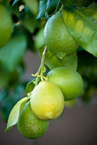 Lime tree