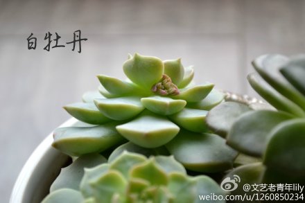 #植物私生活##多肉植物控# 即将开花的白牡丹，原来白牡丹可以拍出来如此的禅意！