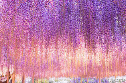 日本足利紫藤园（ Ashikaga Flower Park ）的144岁的紫藤树，有点美