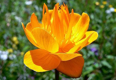 小小麋鹿【花语字典】Nasturtium(Tropaeolum majus)金莲花.花语：爱国精神