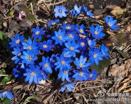 owl【莱茵蓝】蓝色的花 并不罕见。可一旦遇到，却总是惊艳！via@自种天然 这九种蓝色花，或许，挺难见到的吧。宿根亚麻、 愈疮木、菊苣、龙胆、Ceanothus jepsonii、蓝针花、琉璃苣、獐耳细辛、鼠尾草。 flickr 图片 各位，早安！