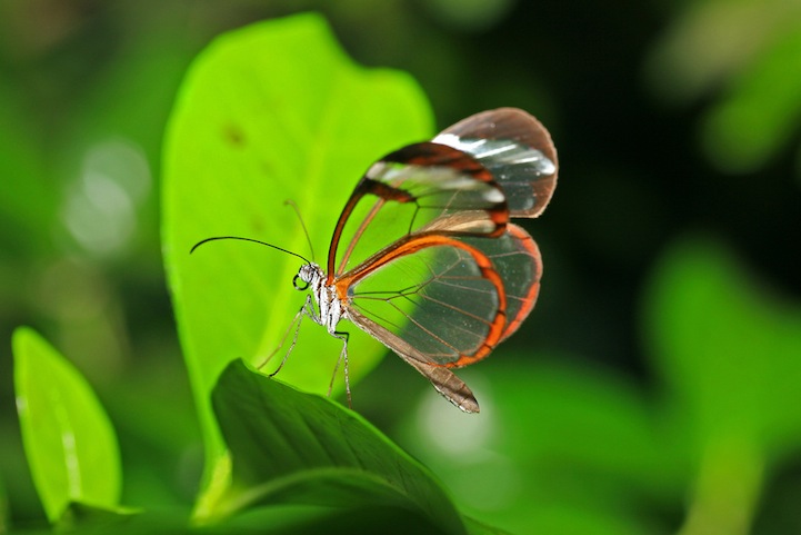 Greta oto，其英文名为Glasswing Butterfly，中文名为“透翅蝶”。从名称就一目了然其特征，但它并不是唯一拥有透明翅膀的蝴蝶，在同科之中，另有几个种类的蝴蝶，同样有着透明的翅膀。透翅蝶主要分布在中、南美洲的巴拿马到墨西哥之间，翅膀薄膜上没有色彩也没有麟片，这是造物者送给透翅蝶的“隐身术”，它可以轻易“消失”在森林里，不易察觉它的存在。这里收集了一组由不同摄影师拍摄的透翅蝶微距作品，希望能让你记住这种美丽的蝴蝶。