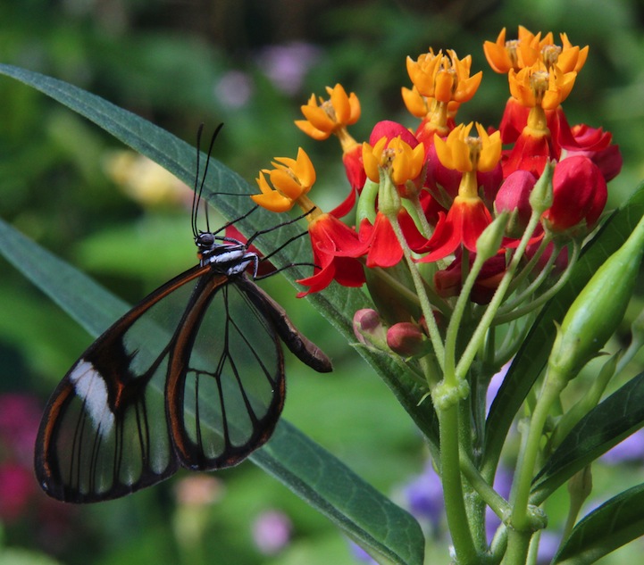 Greta oto，其英文名为Glasswing Butterfly，中文名为“透翅蝶”。从名称就一目了然其特征，但它并不是唯一拥有透明翅膀的蝴蝶，在同科之中，另有几个种类的蝴蝶，同样有着透明的翅膀。透翅蝶主要分布在中、南美洲的巴拿马到墨西哥之间，翅膀薄膜上没有色彩也没有麟片，这是造物者送给透翅蝶的“隐身术”，它可以轻易“消失”在森林里，不易察觉它的存在。这里收集了一组由不同摄影师拍摄的透翅蝶微距作品，希望能让你记住这种美丽的蝴蝶。