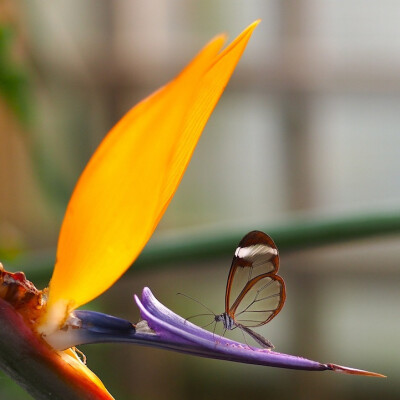 Greta oto，其英文名为Glasswing Butterfly，中文名为“透翅蝶”。从名称就一目了然其特征，但它并不是唯一拥有透明翅膀的蝴蝶，在同科之中，另有几个种类的蝴蝶，同样有着透明的翅膀。透翅蝶主要分布在中、南美洲的…