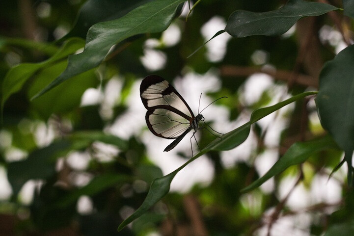 Greta oto，其英文名为Glasswing Butterfly，中文名为“透翅蝶”。从名称就一目了然其特征，但它并不是唯一拥有透明翅膀的蝴蝶，在同科之中，另有几个种类的蝴蝶，同样有着透明的翅膀。透翅蝶主要分布在中、南美洲的巴拿马到墨西哥之间，翅膀薄膜上没有色彩也没有麟片，这是造物者送给透翅蝶的“隐身术”，它可以轻易“消失”在森林里，不易察觉它的存在。这里收集了一组由不同摄影师拍摄的透翅蝶微距作品，希望能让你记住这种美丽的蝴蝶。