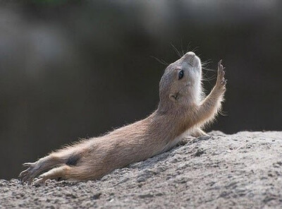 土拨鼠、旱獭marmot、