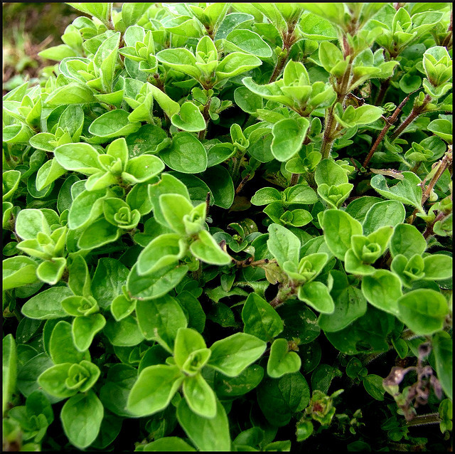 小小麋鹿【花语字典】Marjoram（Origanum)墨角兰.花语：脸红