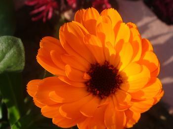 小小麋鹿【花语字典】Marigold（Calendula）金盏花.花语：悲伤