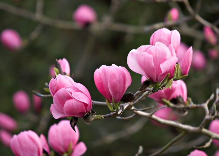 小小麋鹿【花语字典】Magnolia木兰花.花语：尊严