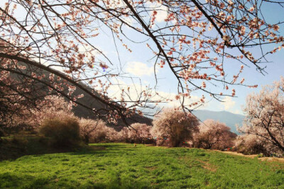 西藏林芝桃花村——寻访最美春天