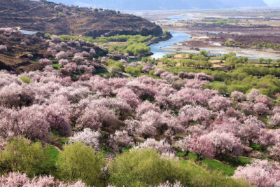 西藏林芝桃花村——寻访最美春天