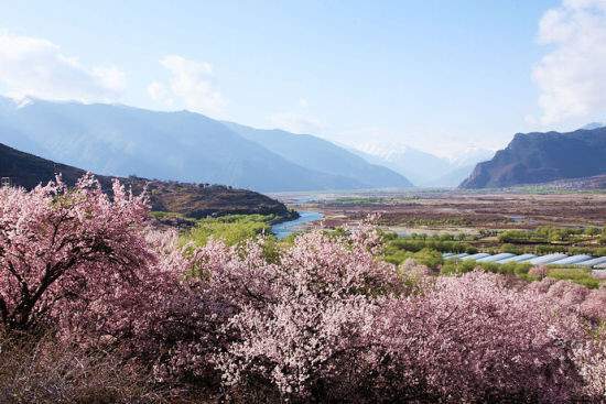 西藏林芝桃花村——寻访最美春天