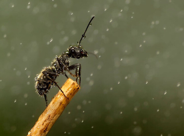 雨中的一只昆虫，拍摄镜头距离它非常近，就连它身上的雨滴你也能看得一清二楚。（2013年索尼世界摄影奖优秀作品）