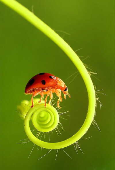 印尼摄影师Andiyan Lutfi喜欢昆虫的小小世界，透过他的镜头我们可以一窥这个奇妙世界其中的奥秘。