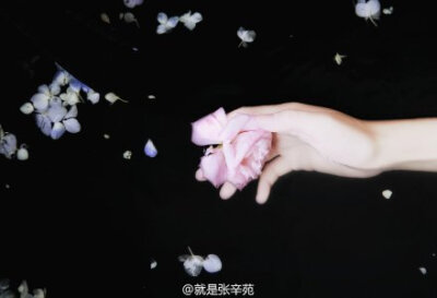 夏｜婵娟 张辛苑