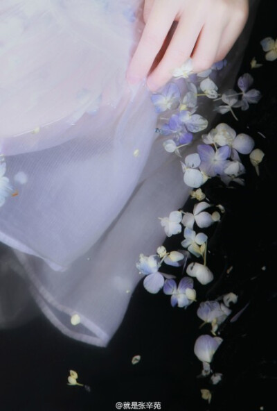 夏｜婵娟 张辛苑