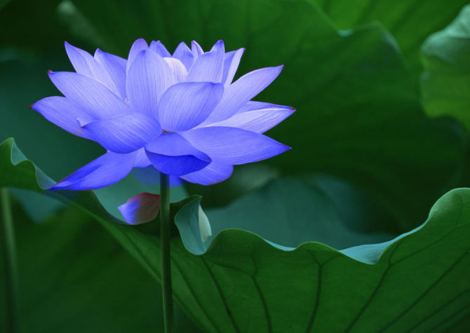 小小麋鹿【花语字典】Lotus(Nelumbo muifera)莲花.花语：纯洁