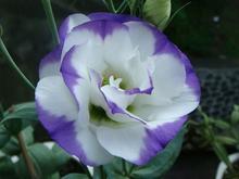 小熊猫【花语字典】Lisianthus（Eustoma）洋桔梗.花语：欣赏