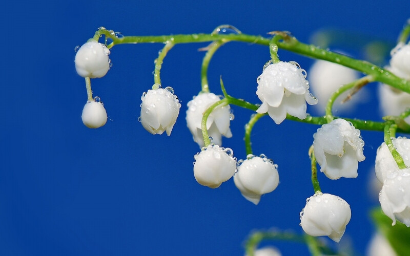 小小麋鹿【花语字典】Lily of the Valley（Convallaria majalis）铃兰.花语:快乐重现