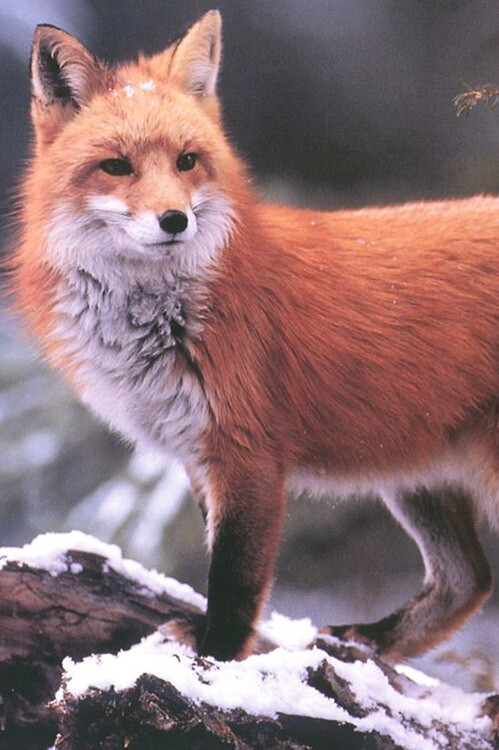 fox .