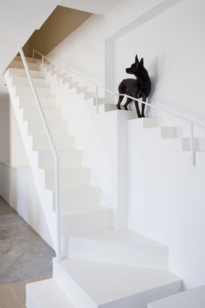 真有爱！！Staircase for Dogs