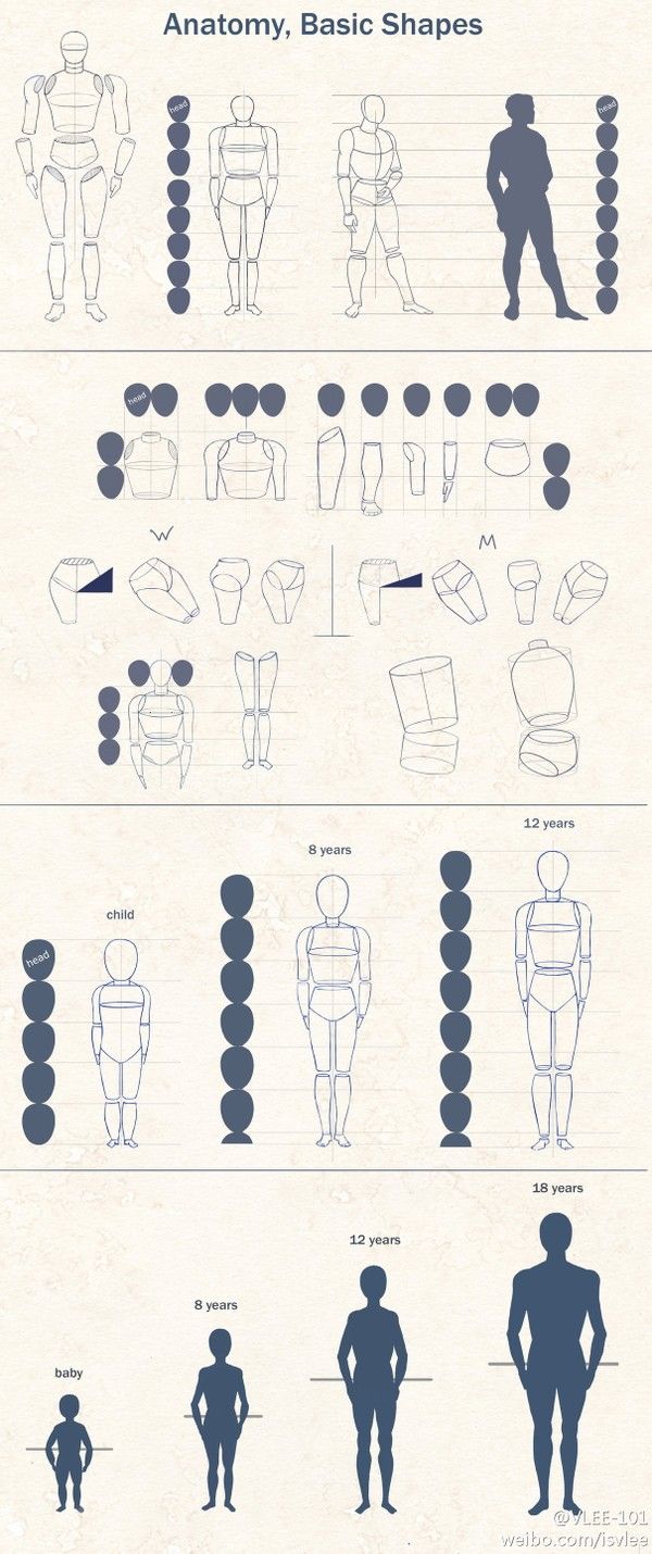 Drawing Tutorial - Anatomy, basic shapes