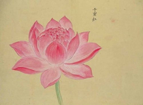 荷花（学名：Nelumbo nucifera Gaertn.），又名莲花、水芙蓉等，属睡莲目，莲科多年生水生草本花卉。地下茎长而肥厚，有长节，叶盾圆形。花期6至9月，单生于花梗顶端，花瓣多数，嵌生在花托穴内，有红、粉红、白、紫等色，或有彩纹、镶边。坚果椭圆形，种子卵形。