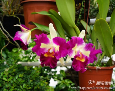 卡特兰 Cattleya Hybrida 园艺杂交种，是国际上最有名的兰花之一。假鳞茎呈棍棒状或圆柱状，顶部生有叶1～3枚；叶厚而硬，中脉下凹；花单朵或数朵，着生于假鳞茎顶端，花大、雍容华丽，花色娇艳多变，花朵芳香馥郁…