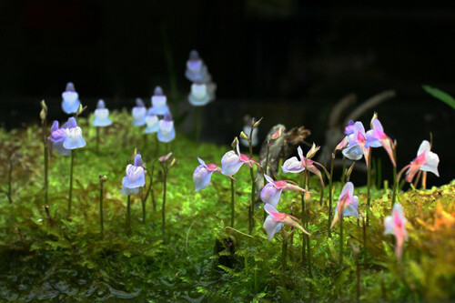 奇葩植物之食虫植物系列--狸藻