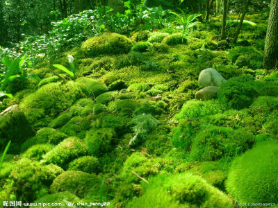 野外苔藓