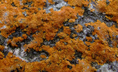 地衣 LICHEN