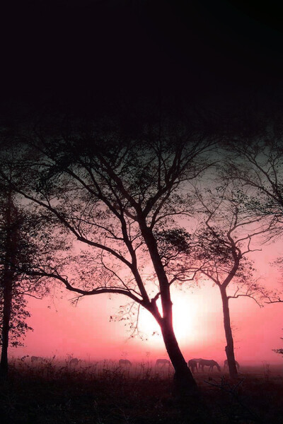 iPhone parallax wallpaper ipad evening walk with pink photo hd