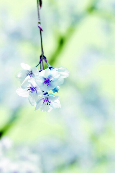 iPhone parallax wallpaper ipad blue blossom by gongsateam photo hd