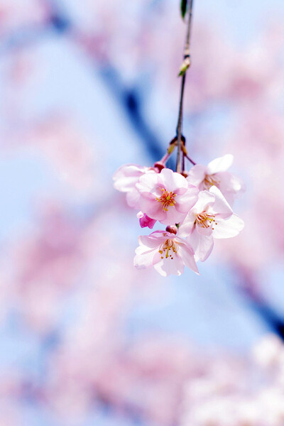 iPhone parallax wallpaper ipad cherry blossom by gongsateam photo hd