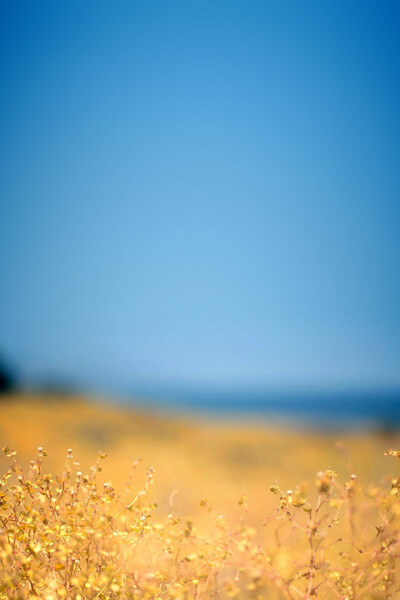 iPhone parallax wallpaper ipad ocean beach flower photo hd