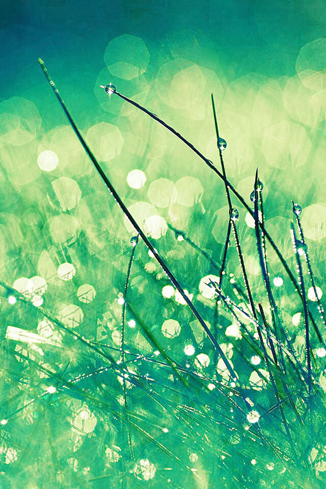 iPhone parallax wallpaper ipad grass dew greener photo hd