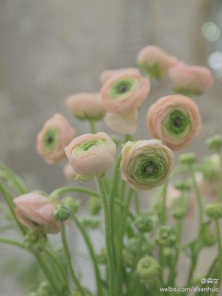 #森女植物园#花毛茛(gèn)（学名：Ranunculus asiaticus (L.) Lepech.），又称芹菜花、波斯毛茛，昆明地区俗称“洋牡丹”，是毛茛科花毛茛属多年生宿根草本花卉。