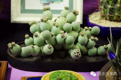 Tephrocactus geometricus：仙人掌科球形节仙人掌属，习志野