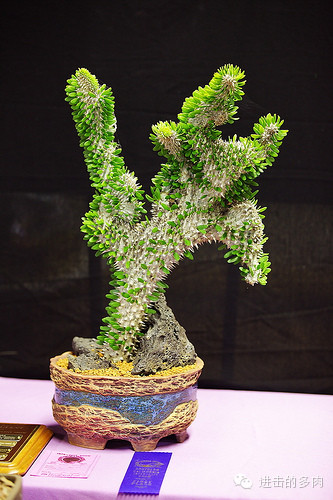 Alluaudia procera crested：亚龙木缀化