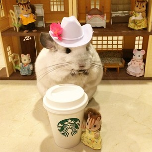 Wearing something cute to #Starbucks, you may get a free coffee and a raisin.