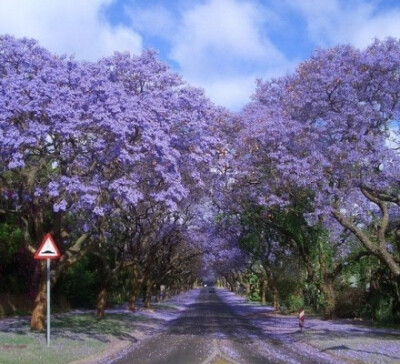 【世界九条绝美树隧道】1.南非的蓝花楹路；2.乌克兰科勒文的“爱的隧道”；3.德国波恩的樱花隧道；4.美国橡树巷种植园的树隧道；5.美国佛蒙特州立公园的秋叶隧道；6.中国杭州云栖竹径；7.北爱尔兰“黑暗树篱”；8.巴…