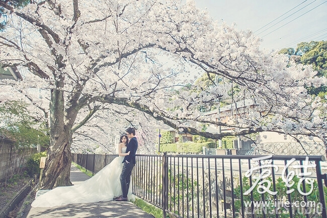 各种清新各种美 日本樱花季绝美婚纱照